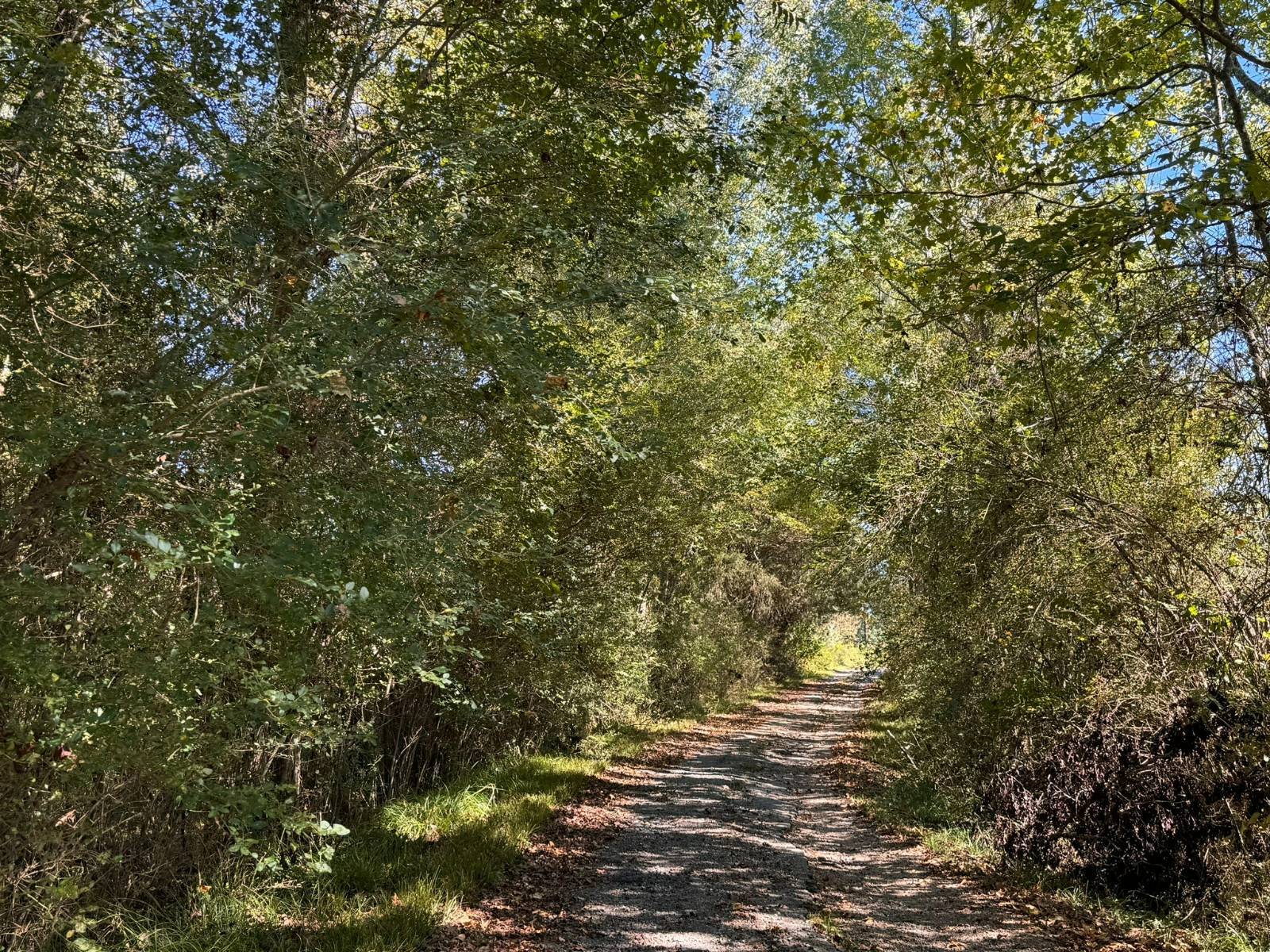 Photo 5 of 12 of land for sale at 01 Peaceful Lane, Eldridge, AL 35554