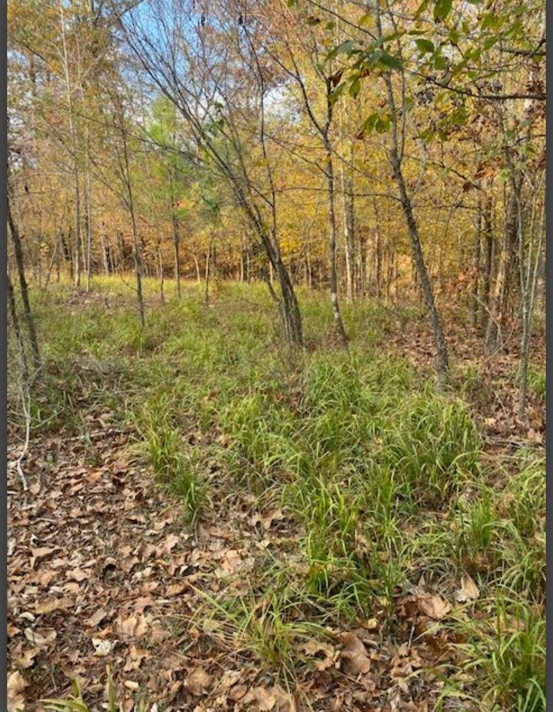 Photo 5 of 5 of land for sale at Lot # 1 Hidden Pines, Broken Bow, OK 74728