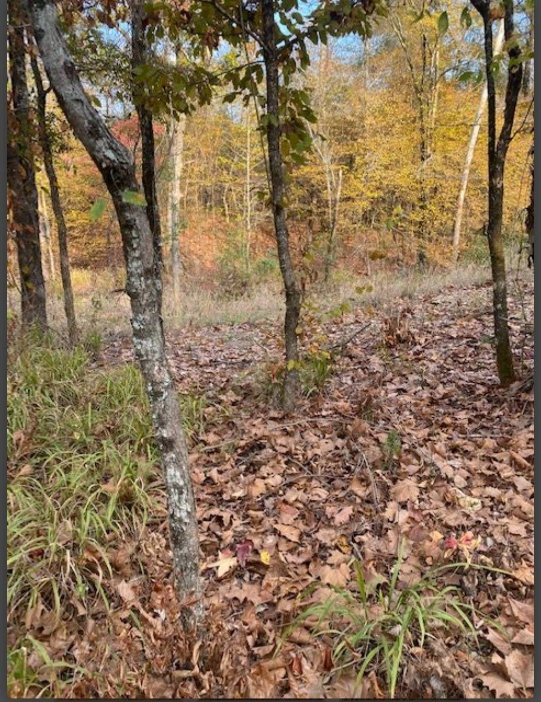 Photo 4 of 5 of land for sale at Lot # 1 Hidden Pines, Broken Bow, OK 74728