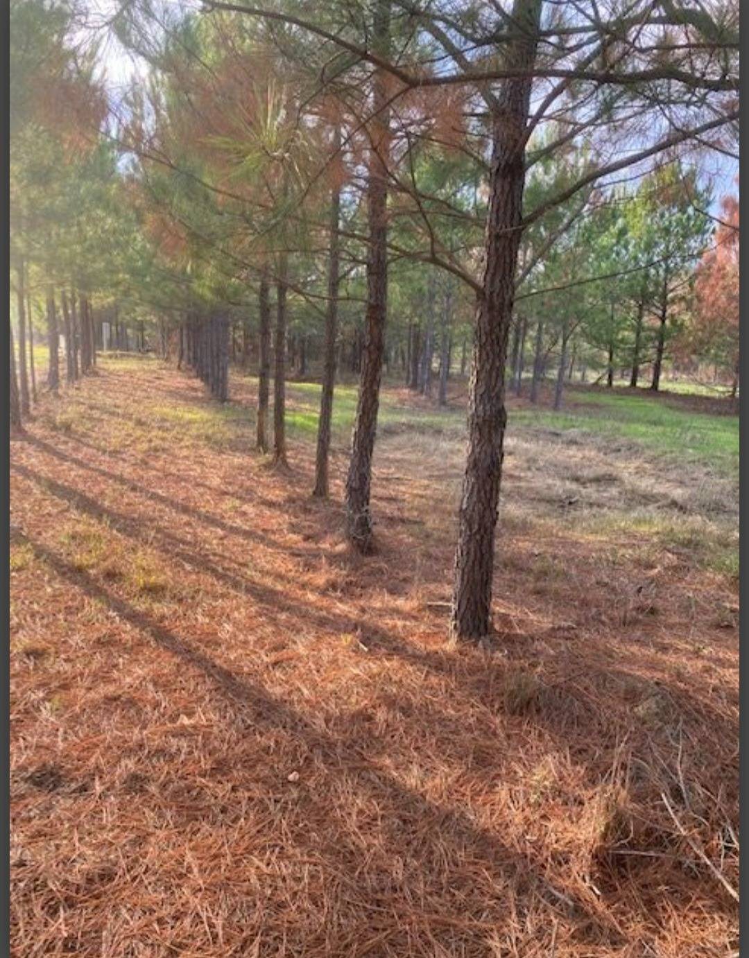 Photo 3 of 6 of land for sale at Lot 3 Hidden Pines, Broken Bow, OK 74728