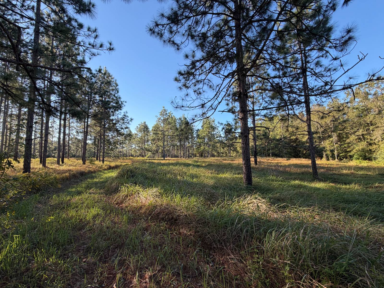 Photo 1 of 36 of land for sale at 27151 County Road 65, Loxley, AL 36551
