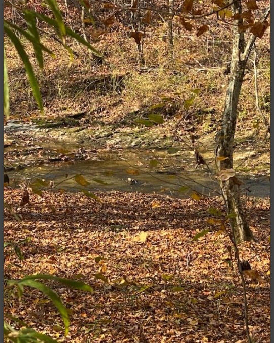 Photo 3 of 6 of land for sale at Lot 22 Hidden Pines, Broken Bow, OK 74728