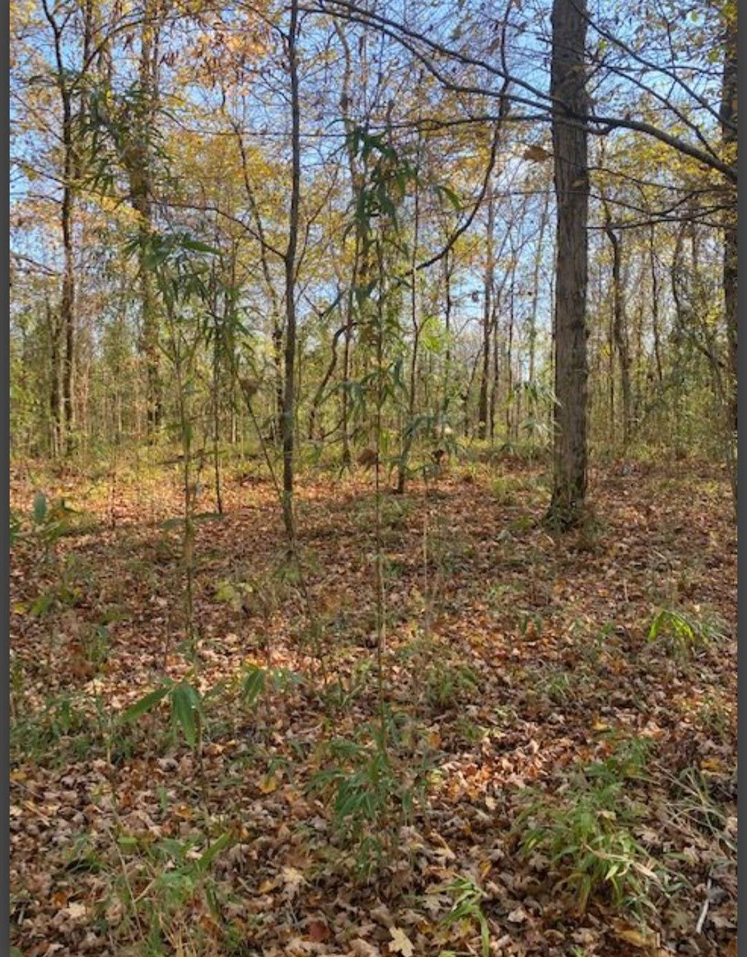 Photo 5 of 6 of land for sale at Lot 22 Hidden Pines, Broken Bow, OK 74728