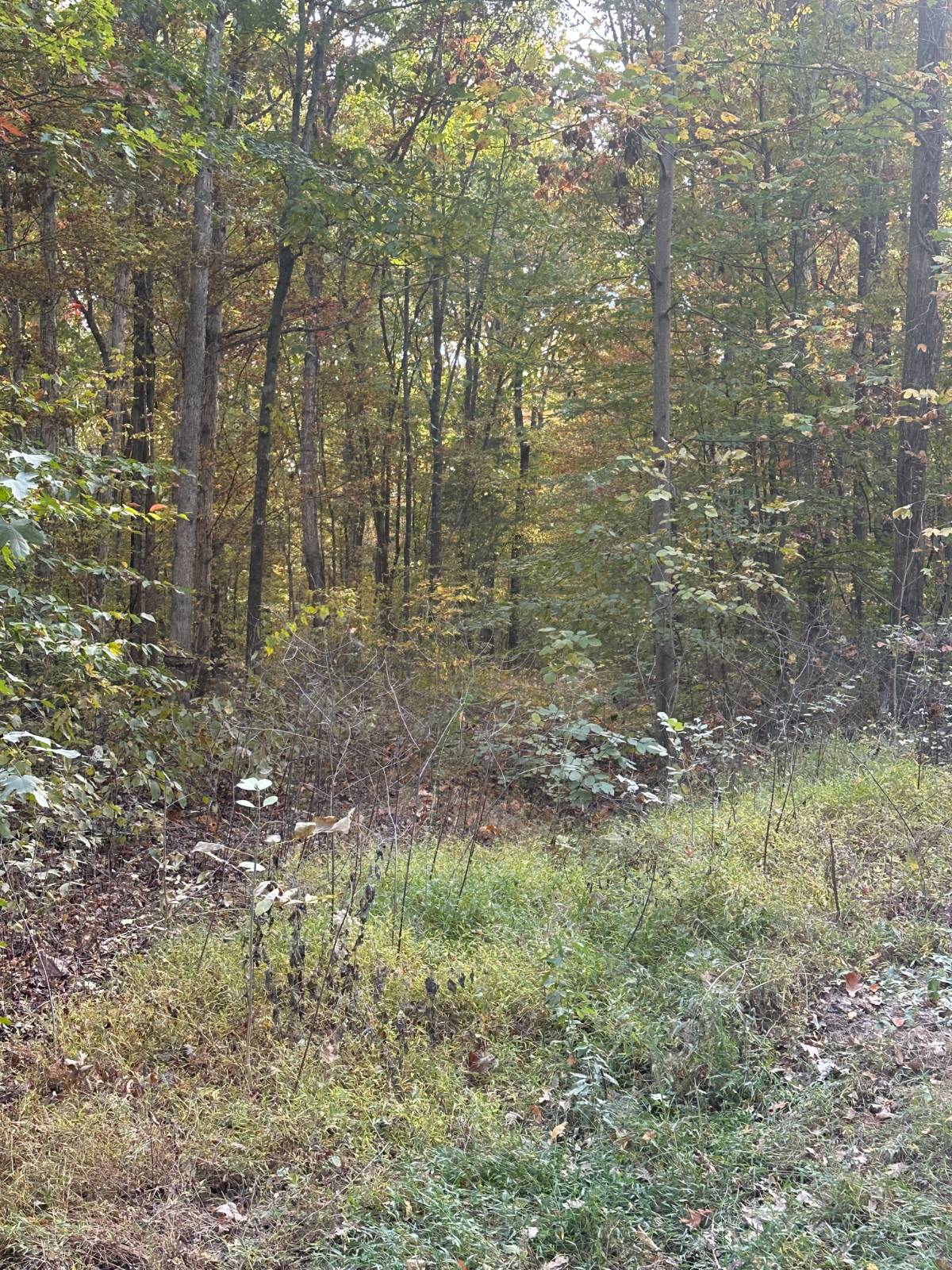 54.8-Acre Hunting Land for Sale, Houston County, TN, photo 2 of 6