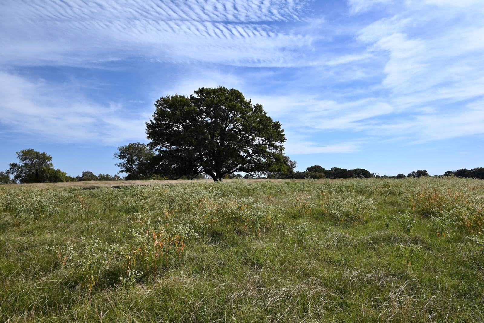 64.3-Acre Hunting Land for Sale, Johnston County, OK, photo 2 of 25
